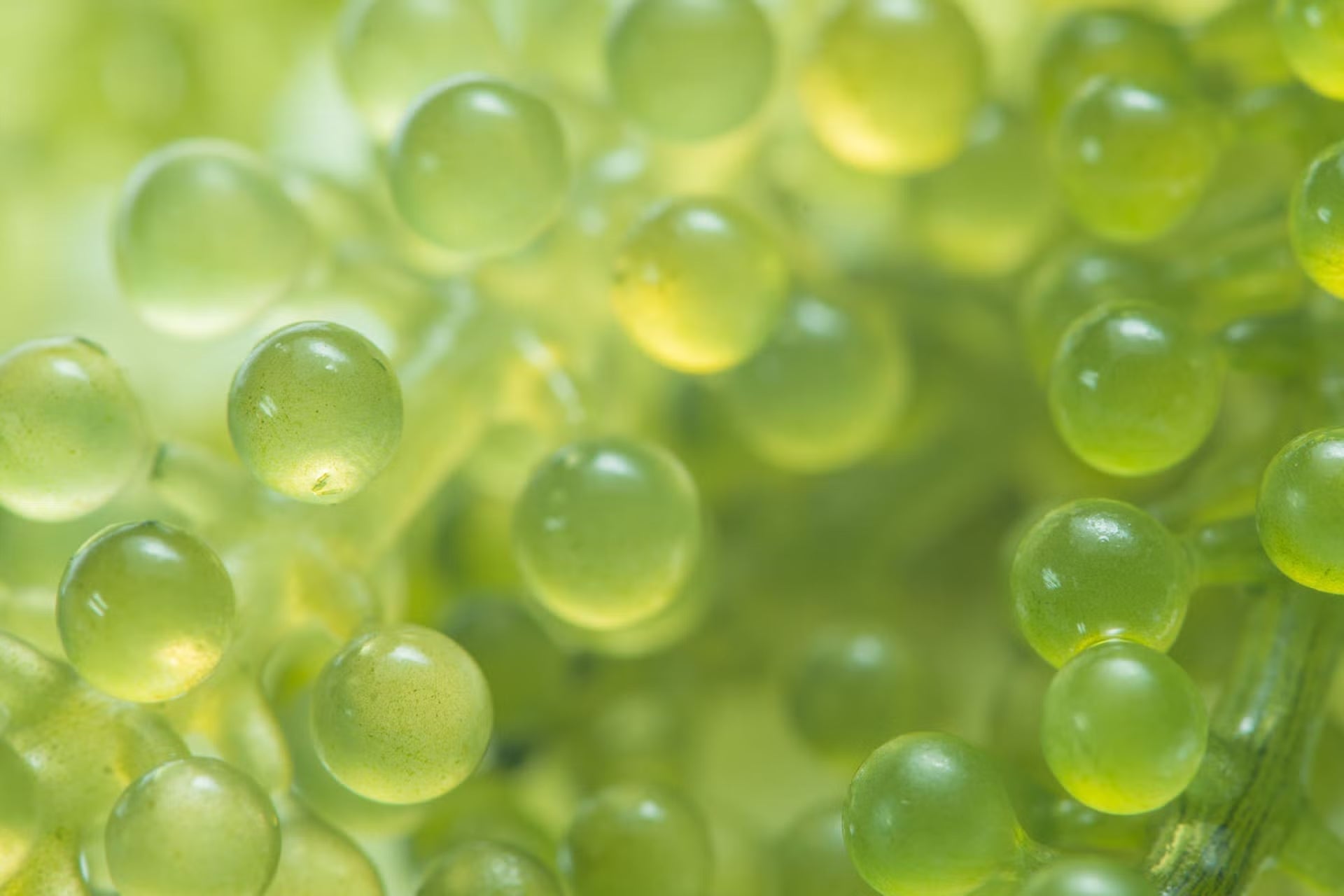 green caviar up close skincare